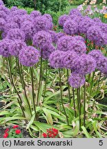 Allium Gladiator