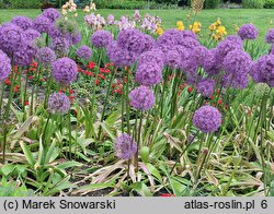 Allium hort. Gladiator