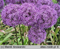 Allium hort. Gladiator