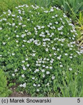 Geranium sanguineum Album