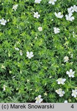 Geranium sanguineum Album