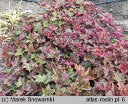 Heuchera micrantha var. diversifolia Palace Purple