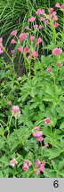 Astrantia major Venice