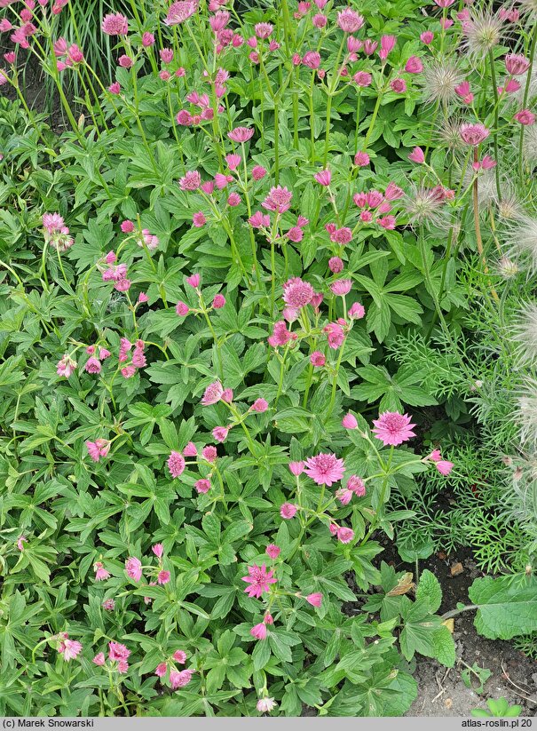 Astrantia major Venice