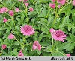 Astrantia major Venice