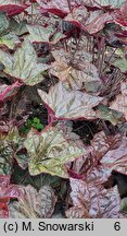 Heuchera Cascade Dawn