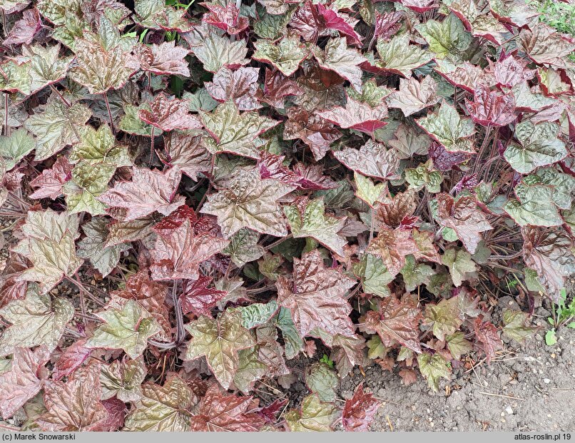 Heuchera Cascade Dawn