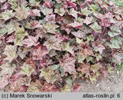 Heuchera Cascade Dawn