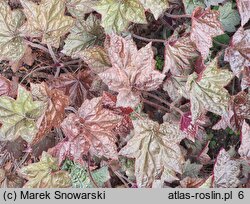 Heuchera Cascade Dawn