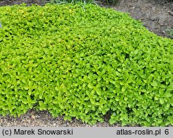 Origanum vulgare Thumble's Variety
