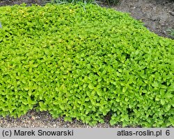 Origanum vulgare Thumble's Variety