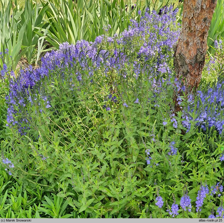 Veronica teucrium Königsblau