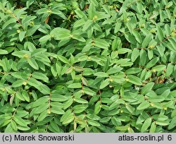 Hypericum calycinum Rose von Sharon