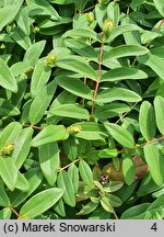 Hypericum calycinum Rose von Sharon