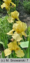 Iris hort. Green Quest