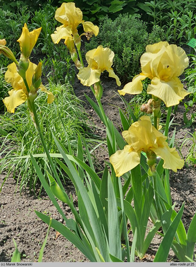 Iris hort. Green Quest
