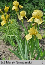 Iris hort. Green Quest