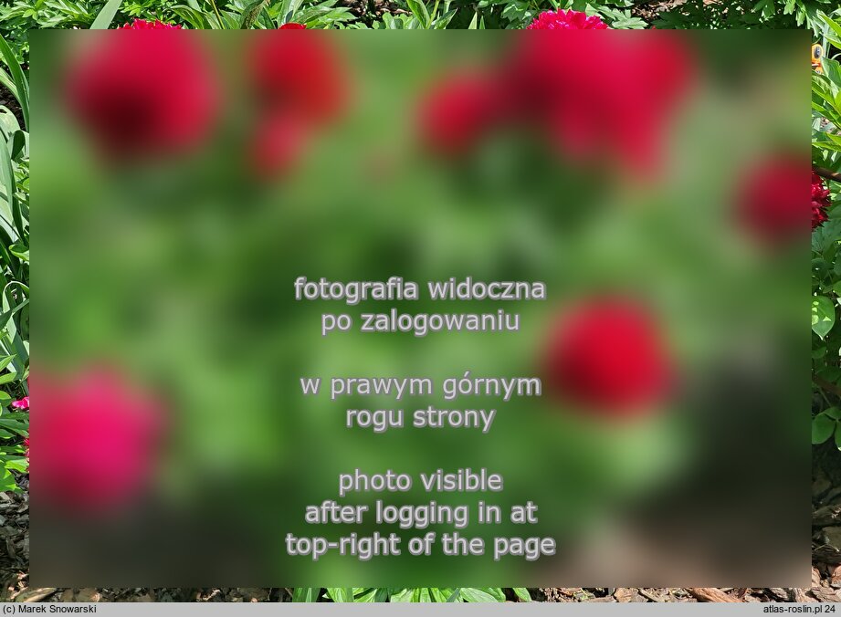 Paeonia lactiflora Red Charm