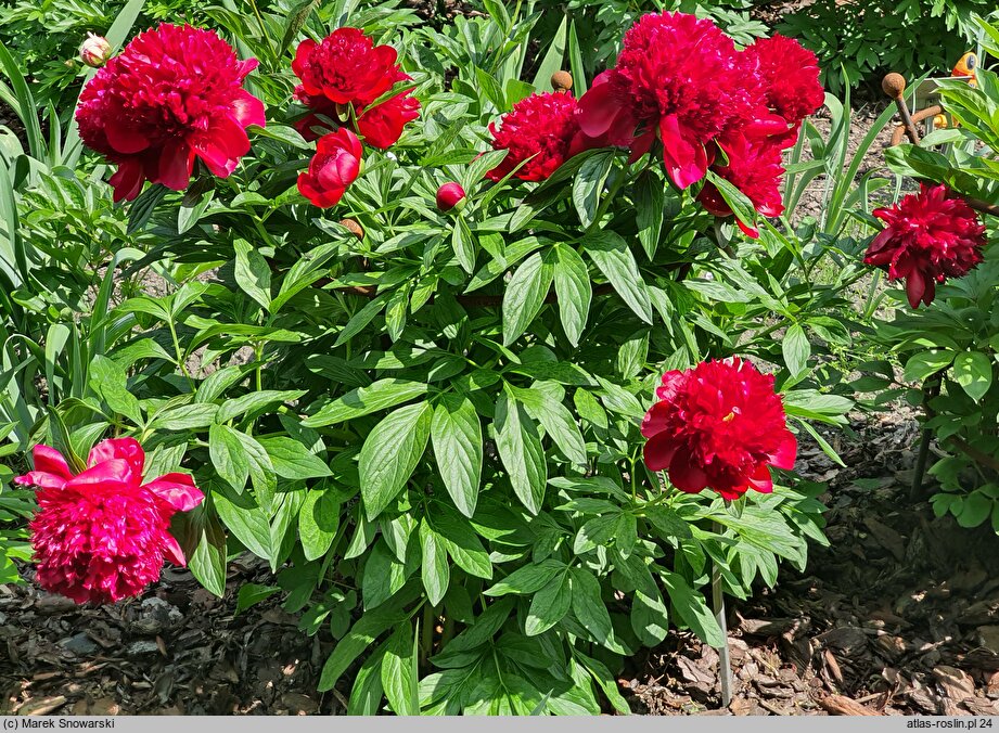 Paeonia lactiflora Red Charm