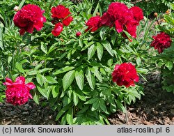 Paeonia lactiflora Red Charm