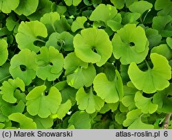 Ginkgo biloba Mariken