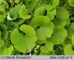 Ginkgo biloba Mariken