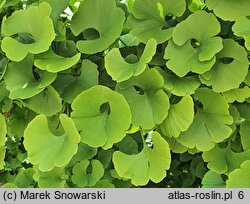 Ginkgo biloba Mariken