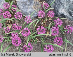 Allium oreophilum (czosnek Ostrowskiego)