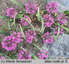 Allium oreophilum (czosnek Ostrowskiego)