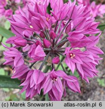 Allium oreophilum (czosnek Ostrowskiego)