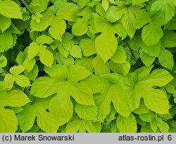 Humulus lupulus Aureus