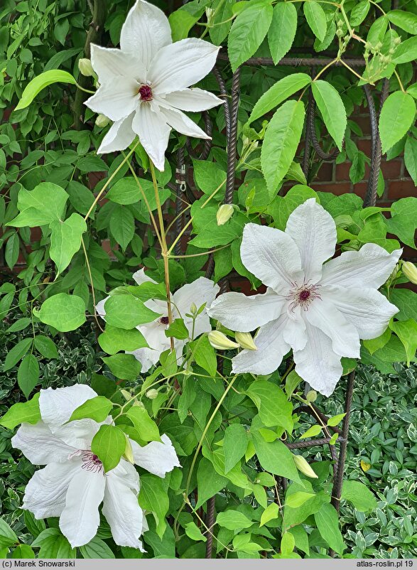 Clematis Beautiful Bride