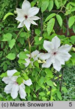 Clematis Beautiful Bride