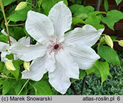 Clematis Beautiful Bride