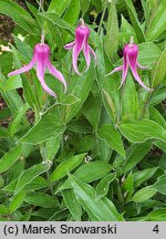 Clematis Hanajima