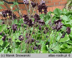 Aquilegia vulgaris Black Barlow