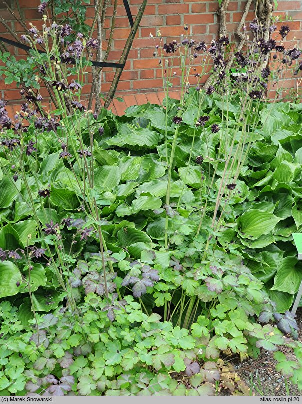 Aquilegia vulgaris Black Barlow