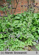 Aquilegia vulgaris Black Barlow