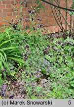 Aquilegia vulgaris Black Barlow