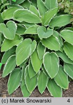 Hosta Frosted Jade