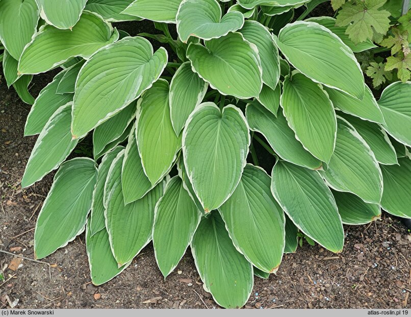 Hosta Frosted Jade