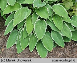 Hosta Frosted Jade