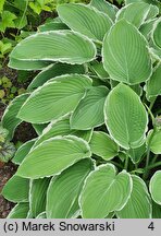 Hosta Frosted Jade