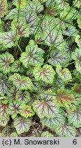 Heuchera americana Dale's Strain