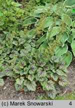 Heuchera americana Dale's Strain