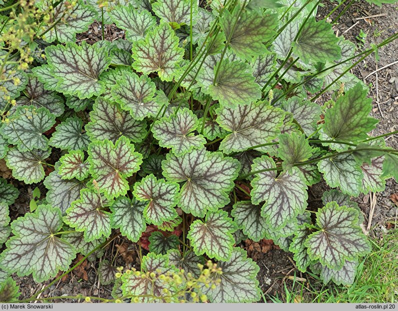 Heuchera americana Dale's Strain