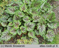 Heuchera americana Dale's Strain