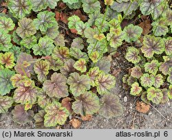 Heuchera americana Dale's Strain