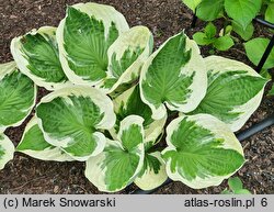 Hosta Minuteman