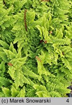 Polystichum setiferum Wollastonii